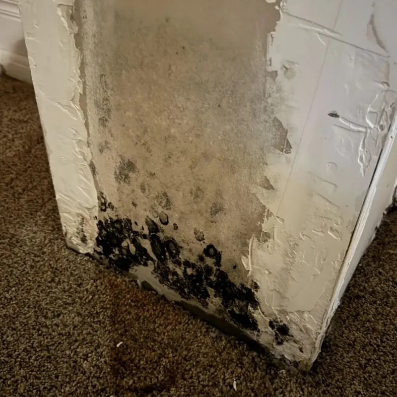 Professional Mold Removal in Rowland Heights, CA
